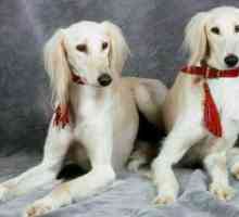 Saluki Dog - Persian Greyhound: снимка, описание, характер, рецензии на собственици