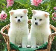 Кучетата от породата Akita Inu са националното съкровище на Япония