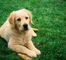 "Кучето яде": значението на фразеологията и случаите на нейното използване