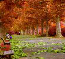 Състав на тема "Есен": примери за писане