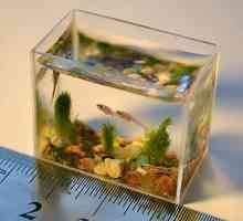 Съдържание на аквариум: как да се изчисли обема на аквариума