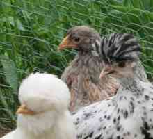 Поддържане на кокошки носачки в страната и грижи за тях