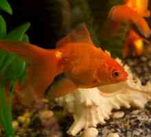 Съдържание на златните рибки у дома: характеристики и препоръки