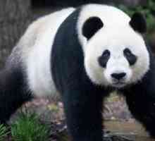 Ще останат ли бамбуковите гори, където живеят панди?
