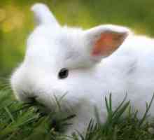 "Solikoks" за зайци: инструкции, нежелани реакции, разходи