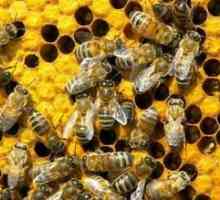 Тълкуване на мечтите: за какво мечтаеха пчелите