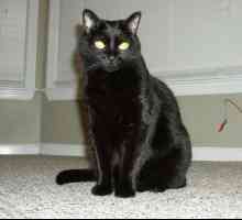 Dream: за какво мечтае черна котка?
