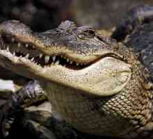 Тълкуване на мечтите: Какво мечтаят за крокодилите