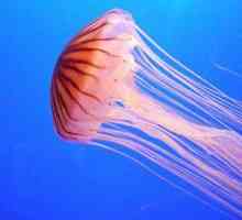 Тълкуване на мечтите: медузи, които могат да означават?