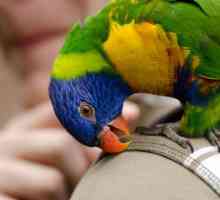 Тълкуване на съня: за какво мечтае папагал?