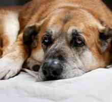 Спойка в куче: симптоми, характеристики на лечението и препоръки на специалисти