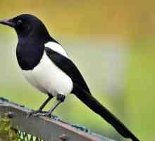 Magpie - мигрираща птица или не? Скъпи: описание, начин на живот