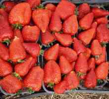 Разнообразие от ягоди в Сирия: характеристики, култивиране