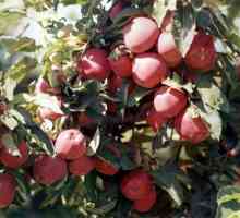 Сорт Starkrimson (ябълково дърво): описание, снимка, особености на отглеждането