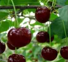 Cherry сорт Zhukovskaya: описание на функциите