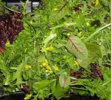 Сортове салати: сортове и описание