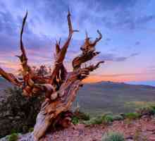 Pine of Metuslah: възраст, местоположение, интересни факти