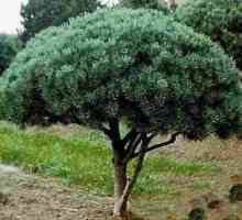 Vatereri Pine: особености на отглеждането