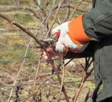 Съвети за градинари и градинари: как да отрежете грозде през пролетта