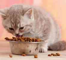Съвети за собствениците на котенца - мога ли да нахраня котето с възрастни храни?