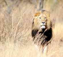 Съвместимост на мъжкия лъв и жената на Везни в живота и работата