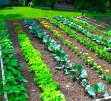 Съвместимост на зеленчуците в леглата: съвети за градинарите