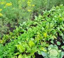 Съвместимост на растенията в градината: маса. Съвместимост на зеленчуците в градината