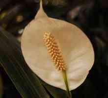 Spathiphyllum Domino: грижа за растението