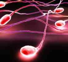Следва сперматозоидите: Това пречи ли на торенето?