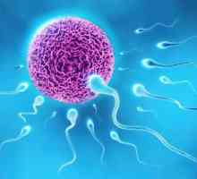Какво е сперматогенезата?