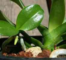 Спящи пъпки в орхидеи: методи на събуждане