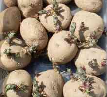 Методи и време за засаждане на картофи