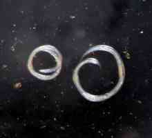Местообитание на кръгли червеи. Характеристики на кръгли червеи