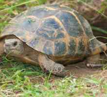 Средиземноморска костенурка у дома: описание, характеристики на съдържанието и интересни факти