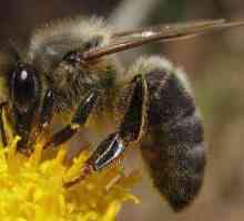 Централна Руска пчела: характеристика, описание, снимка