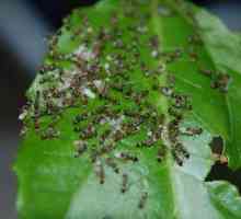 Средства от мравки в страната - решение на проблема