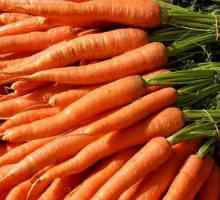Условия за събиране на моркови: съвети за градинари