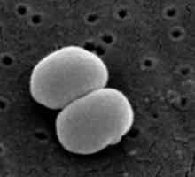 Staphylococcus epidermis