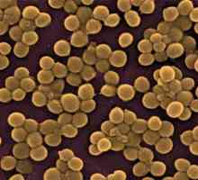 Staphylococcus върху кожата: симптоми и лечение