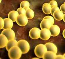 Staphylococcus в кърмата: причини, симптоми и лечение