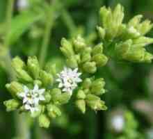 Stevia: рецензии, история и снимки на медена трева