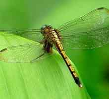 Dragonfly: структура, описание и снимка