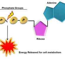 Структура на АТР и биологична роля. Функции на ATP