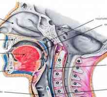 Структурата на гърлото и неговите признаци