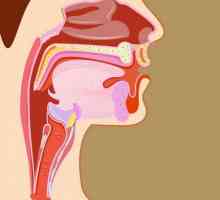 Структура на гърлото и ларинкса на човек: снимка