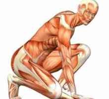 Структура и функция на човешките мускули