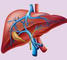 Структура и функция на черния дроб в тялото