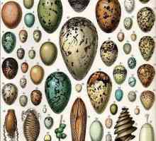 Структура на птичи яйце: схема, характеристики