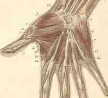 Структурата на ръката и китката. Анатомична структура на ръката