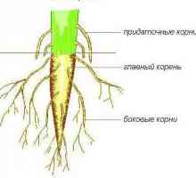 Структурата на корена на растението. Характеристики на структурата на корена